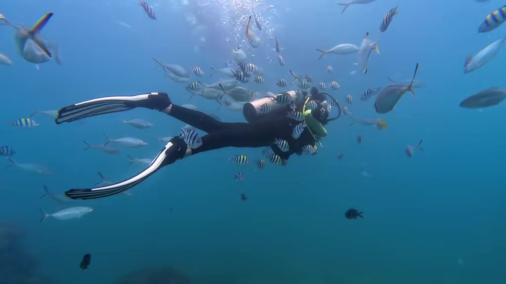 遨游大海！卓识晒潜水视频：看我未看过的世界